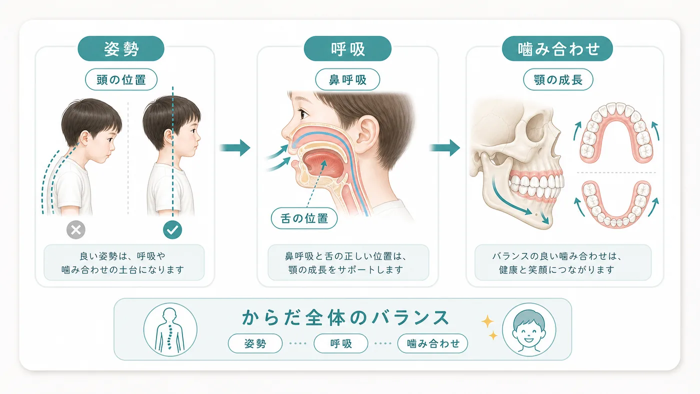 正しい姿勢と咬合の関係 正しい姿勢と咬合の関係